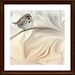 Dreamy SONG SPARROW, a romantic woodland songbird 8x8 print