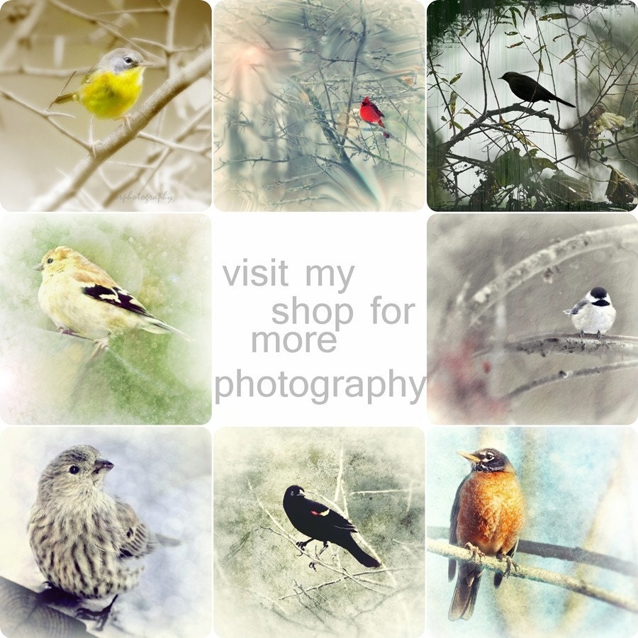 Dreamy SONG SPARROW, a romantic woodland songbird 8x8 print