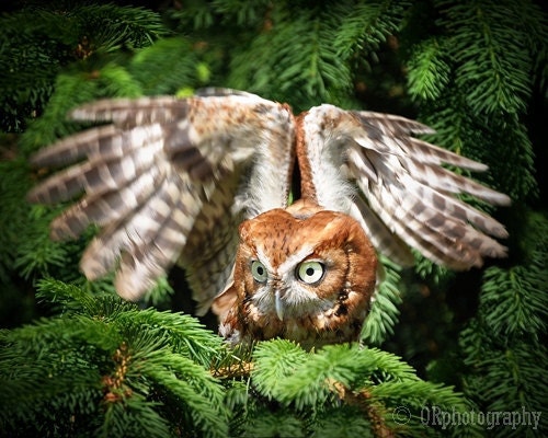 WINGS, a magical screech owl 8x10 print