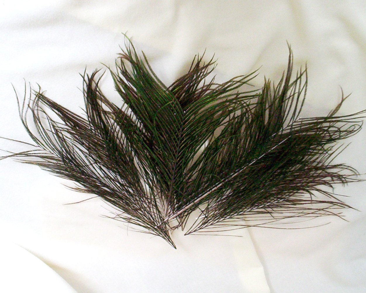 Feather supplies DIY 2 dozen Peacock Plumes bridal DIY Fascinators craft Wedding Bridal make your own peacock Wedding