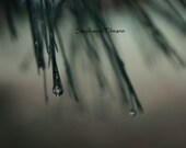 Winter, Gray, Dark, Black,  Olive, Emerald,  Rain Drop - 5x7 Print - Nature Photography - 8daysOfTreasures