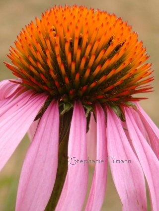Pink, Orange, Summer, Spring, Flower - 4x6 Print  - Original Fine Art Photography