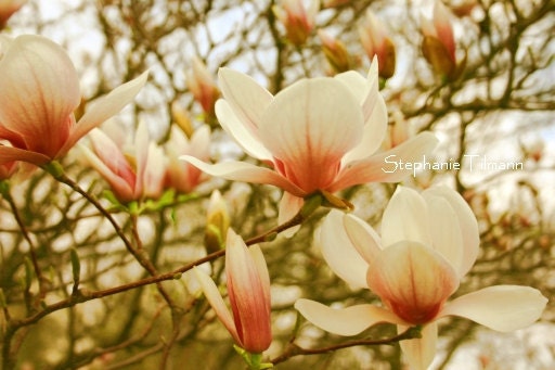 Peach, Pink, Spring, Magnolia Tree, Flower  - 8x10 Print - Vintage, Rustic, Country, Home Decor,  Other Sizes Available