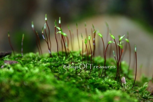 Moss, Green, Emerald, Neon, Spring, St. Patricks Day,  Macro - 8x10 Print - Other Sizes Available