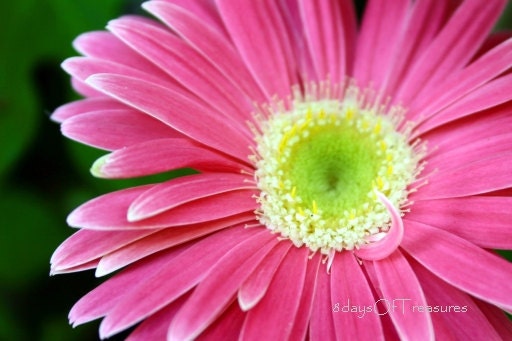 Spring, Summer, Pink,  Yellow, Flower  - 8x10 Print,  Nature Photography, Home Decor, For Her, Nursery