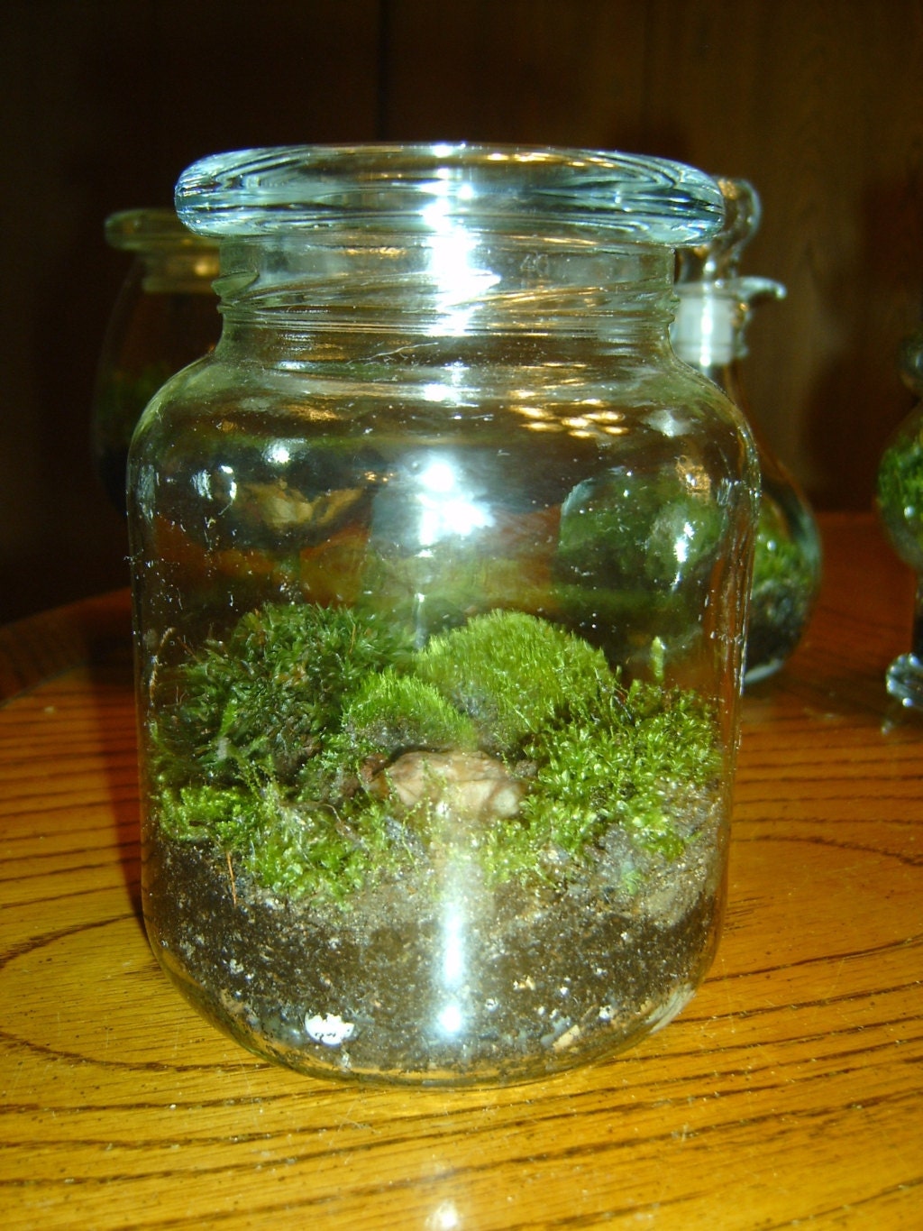 Pickle Jar Terrarium With Live Moss Great as by 8daysOfTreasures