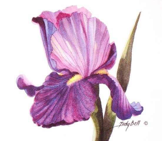Purple Iris Print Watercolor Painting