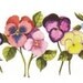 Pansys Watercolor Painting Print