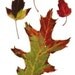 Oak Maple Leaves Watercolor Painting