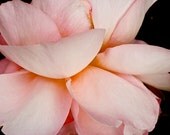 Pretty in Pink - 8 x 10  Print