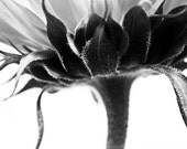 Sunflower - 20 X 30 Gallery Wrapped Canvas