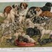 Rare Antique Print Late 1800s Dog Breeds Saint Bernard Bull Terrier Great Dane Mastiff Collie Chromolithograph Original Illustration