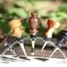 Black Walnut Bottle Stopper