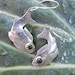 Lively Fish  Earrings - sterling silver drop earrings