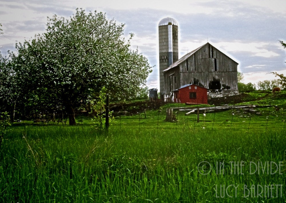 View From The East Pasture - Fine Art Photography - Farm, Barn board, Country Living, Silo, Chicken Coop, Apple Tree Pasture, Peaceful, Cow