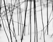 winter lines, 8x10 black & white fine art photograph, nature - KSinclairPhotography winter lines, 8x10 black & white fine art photograph, nature - KSinclairPhotography