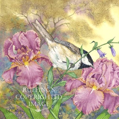 Black-capped Chickadee and Pink Iris 8.5 x 11 Giclee Fine Art Bird Print Signed A E Ruffing, Horizontal