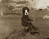 Boston Terrier Dog Art, Mixed Media Collage Print, Edgar, Sepia Altered Vintage Photo of Boy on a Tricycle, frighten