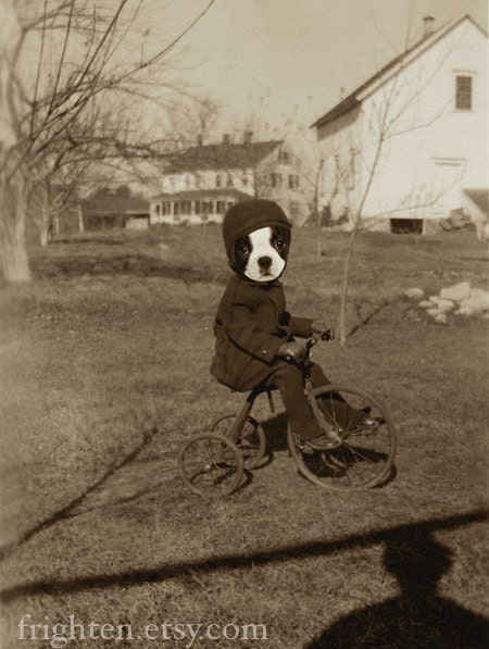 Boston Terrier Dog Art, Mixed Media Collage Print, Edgar, Sepia Altered Vintage Photo of Boy on a Tricycle, frighten