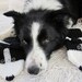 Hand knit Border Collie mittens gloves in black and white with polymer clay buttons