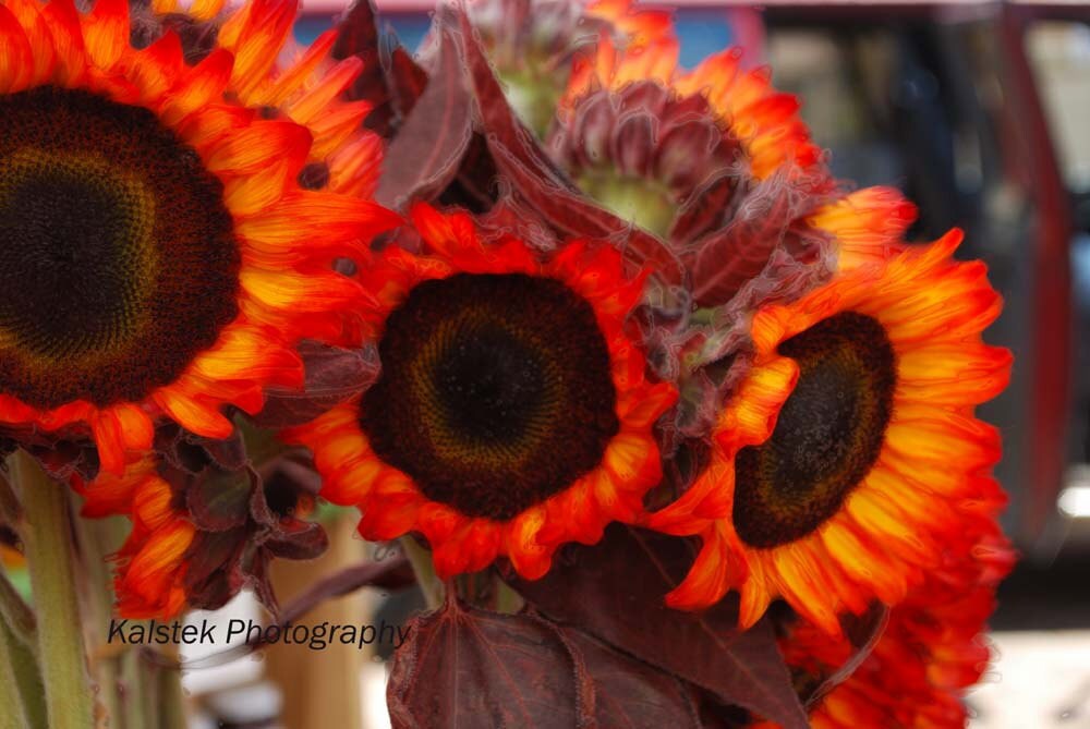 Red Orange Sunflower