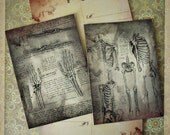 Macabre Anatomy -  Replica Postcard Set of 2