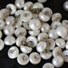 Domed Pearl Buttons with wire shank Lot of 50