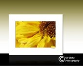 Flower Photography, Yellow Daisy, Fine Art Signed Matted Print, Fits 12x16 inch Frame