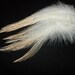 Natural Ivory Rooster Saddle Feathers - 25 - CRUELTY FREE
