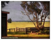 16x20 - rustic wall art - Australian art print - native gum trees - sunny paddock - Aussie farm - Afternoon Sunset - fine art photograph - RuthNicholas