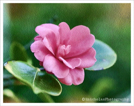 8x10 - vibrant wall art - nature art print - pink flower - Alabama state flower - Camellia japonica - Pretty in Pink - fine art photograph