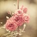 Shabby Chic Pink Roses Autumn Colors Rose Gold Tan Beige Gold -  - Flower Photograph Nature Garden Picture Cottage Home Decor.