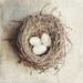 Bird's Nest Picture, Beige Home Decor, Cottage Decor, Square Fine Art Print, Art for Mother, Nest, Eggs, Brown, Nature Photography Wall Art.