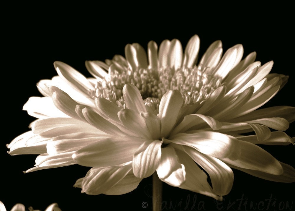 Daisy Floral Photography Gerbera Flower,Gifts under 25,bisque,black and white,dramatic - VanillaExtinction