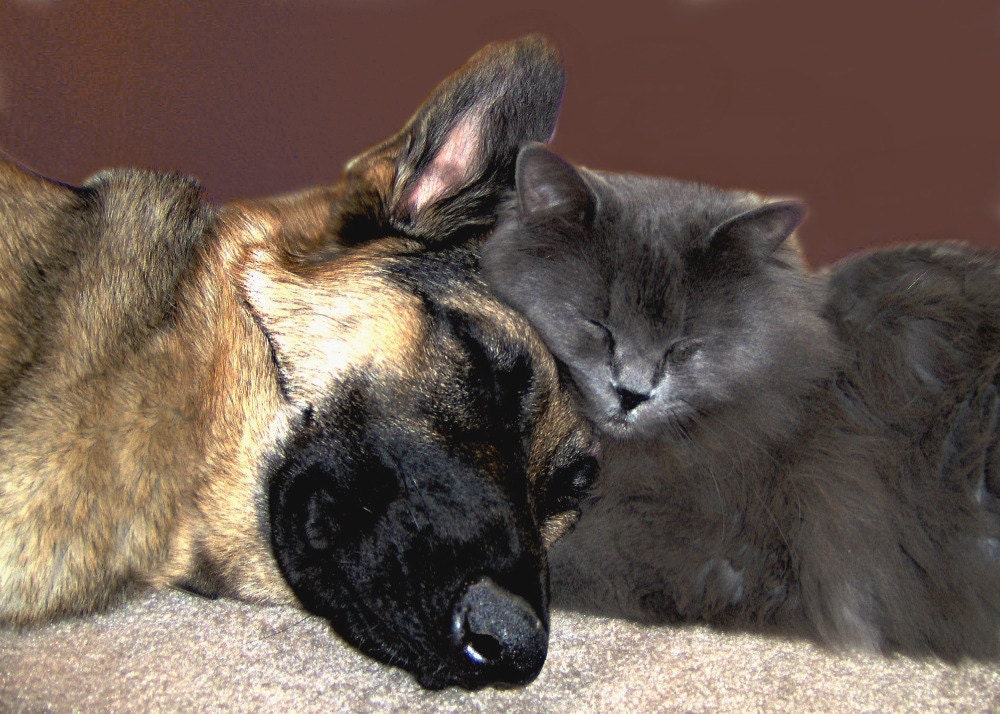 Dog Cat Photography German Shepherd,Gifts under 25,friend,buddy,cuddle,gray