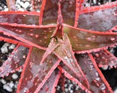 Hybrid Aloe 'Christmas Carol' P.P.A.F.- Fantastic seasonal color change