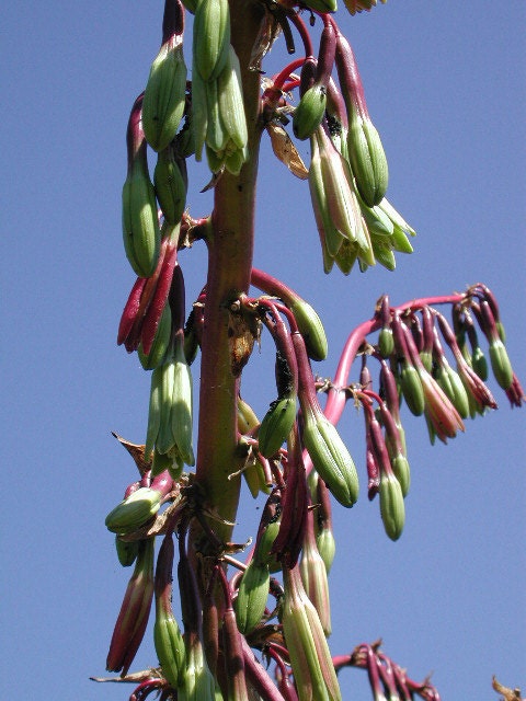 Beschorneria albiflora (Trunking Beschorneria) Amazing hummingbird plant