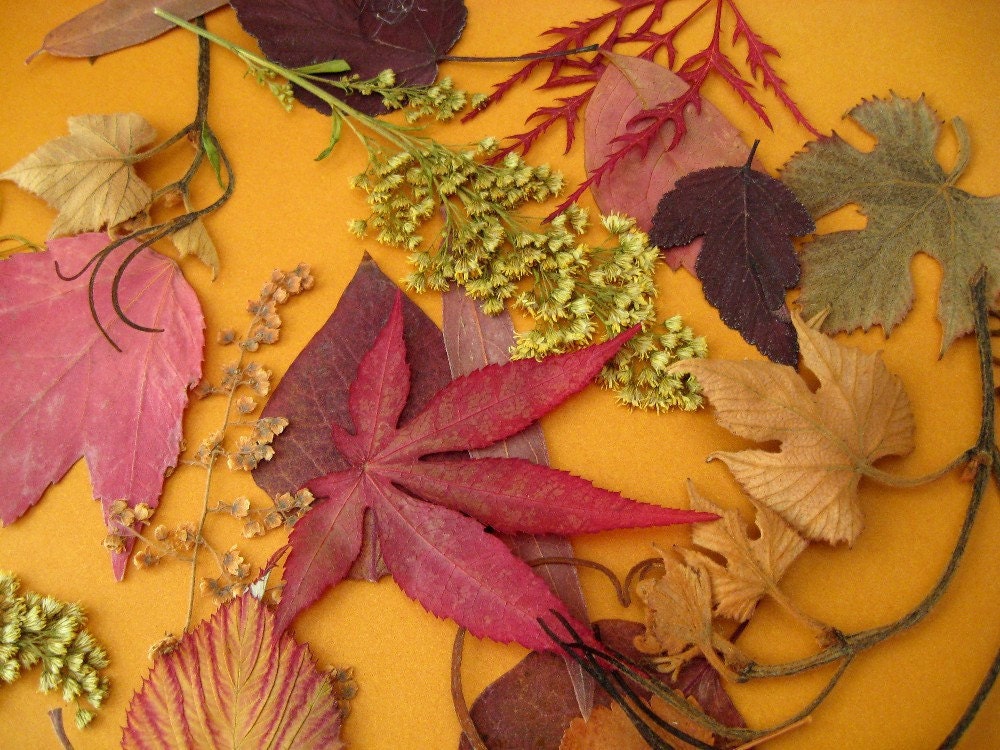 Fall Wedding Decor  Fall Leaves  Autumn Garden Real Nature CONFETTI Table Decoration  Browns, Reds, Oranges