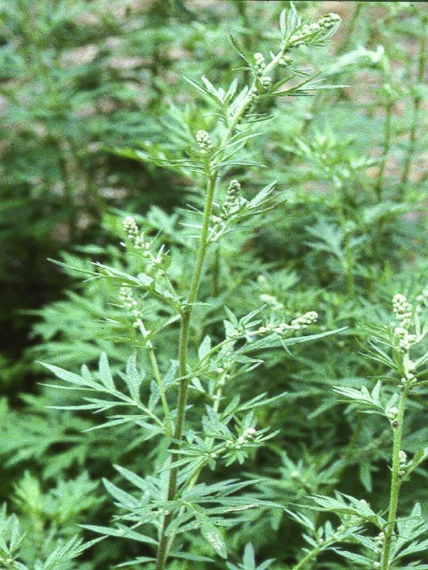 Dream Mugwort, Dried Organic Herb