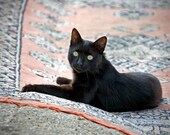 5" x 5" Black Cat on a Persian Rug, Pet Portrait, Coastal Turkey, Fine Art Photography by Glennis Siverson - glennisphotos
