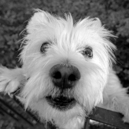 5" x 5" Black and White Print, The Guardian, White Terrier, Fine Art Pet Photography by Glennis Siverson
