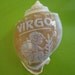Sea Shell Zodiac Virgo Carved Bonnet Shell 3"  India