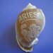 Sea Shell Zodiac Libra Carved Bonnet Shell 3.6"  India
