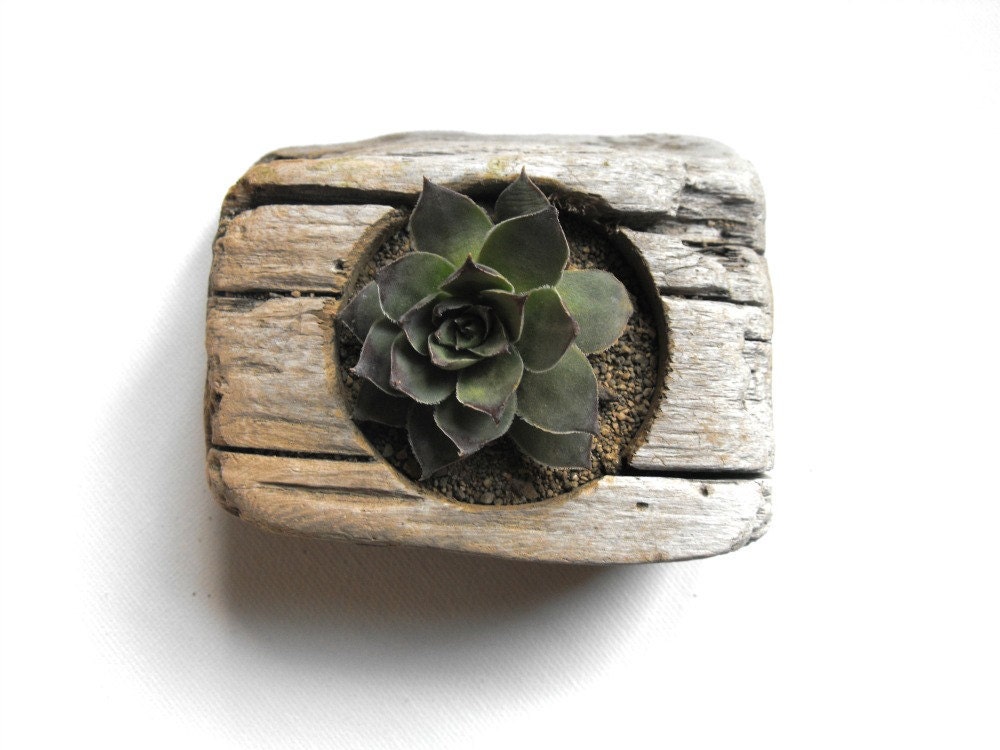 Driftwood Succulent Planter No. 1