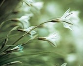 Green flower photo: Papery flowers - tissue-like soft petals - wedding flowers - wedding bouquet - fine art flower print - 12x8 - clickety