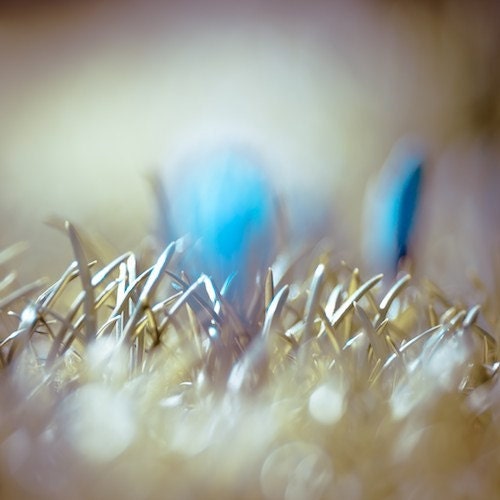 Cyan flower photograph: Junk shot - cyan crocus blur - fine art metallic flower print - 12x12 - clickety