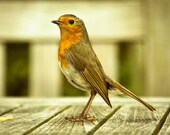 Photography - Robin redbreast christmas photo - orange red English robin photograph - red robin standing proud - 5x7