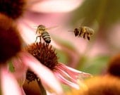 Bee photography - kiss my shiny metal stinger - summer buzzy bee in flight over pink echinacea flowers - fine art photography - 8x8