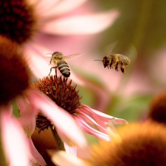Bee photography - kiss my shiny metal stinger - summer buzzy bee in flight over pink echinacea flowers - fine art photography - 8x8