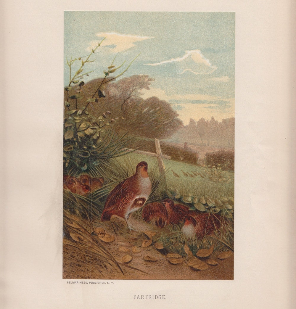Antique Partridge Bird Print Louis Prang 1885 Chromolithograph